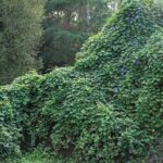 Paisagens de plantas invasoras tornam difícil saber em que país você está