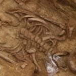Arqueólogos descobriram um antigo cemitério -Do lado de uma moderna estação de trem de Paris