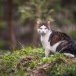 Concurso de caça de gatos selvagens da Nova Zelândia para crianças causa revolta