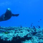 7 maneiras pelas quais a mudança climática está prejudicando a vida marinha