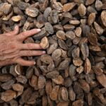 Estudo aborda desafios da cadeia de valor da castanha-da-amazônia
