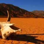 A atual extinção em massa já é muito mais terrível do que pensávamos
