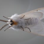 Mariposas são polinizadores mais eficientes do que as abelhas, mostra uma nova pesquisa