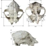 Os primeiros romanos podem ter sido os primeiros a criar cães de focinho achatado