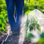 Plantas modificadas produzem perfume sexual para enganar pragas e substituir pesticidas