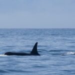 Orcas afundaram 3 barcos na Europa e parecem estar ensinando outras a fazerem o mesmo
