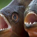 Ataque de piranhas deixa 8 feridos em Resort no Amazonas