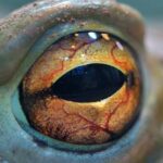 A Dark Web vende milhares de animais selvagens. Mas não como animais de estimação
