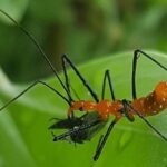 Cientistas descobrem exemplo raro de insetos usando ferramentas para capturar presas