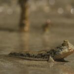 Peixe que pisca pode conter os segredos de como nossos ancestrais evoluíram para viver em terra