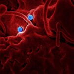 Bactérias intestinais influenciam no crescimento de fungos