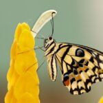 Todas as borboletas evoluíram de mariposas antigas na América do Norte há 100 milhões de anos