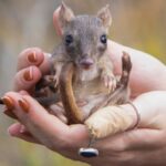 'Mini cangurus' voltam ao sul da Austrália