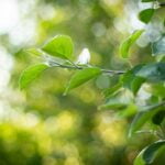 'Extinção zero de plantas' é possível, diz ecologista de plantas