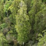 O desfiladeiro mais profundo do mundo abriga a árvore mais alta da Ásia - e os cientistas chineses a...