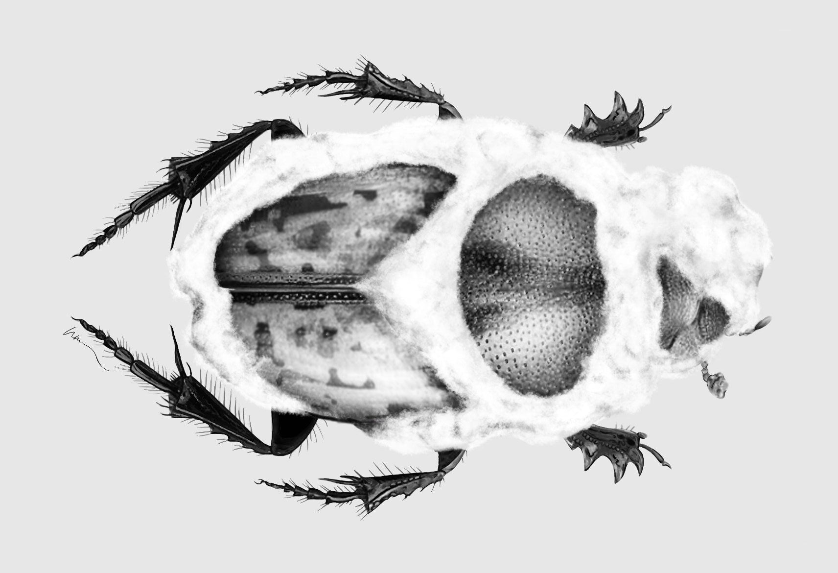 Fungo patogênico infectando besouros de estrume na Austrália