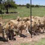 Leões continuam sendo criados na África do Sul para caçadores e turismo