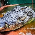 O maior crocodilo em cativeiro do mundo completa 120 anos