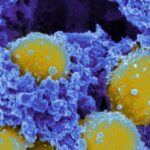 Cientistas acabaram de descobrir como essa superbactéria mortal se esconde dentro de nós