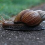 Caracóis gigantes encontrados na Flórida, colocando a agricultura do Estado em risco