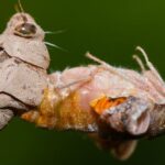 A cada 17 anos, mais de 1 milhão de cigarras 'nascem'. Os cientistas ainda não sabem como.