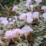 Micologista e biólogo evolutivo explica por que é fã de fungos