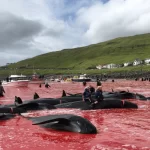 O massacre anual de baleias e golfinhos nas Ilhas Faroé