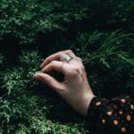 Plantas podem distinguir quando o toque começa e para, sugere estudo