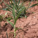 Engenharia de plantas para um clima em mudança