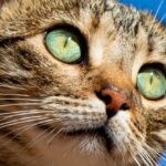 Misteriosa propagação da gripe aviária em gatos na Polônia, relata a OMS
