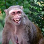 Macacos machos em pequena ilha fazem muito mais sexo entre si do que com fêmeas, descobrem cientista...