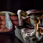 Psilocibina psicodélica pode tratar anorexia em alguns pacientes, sugere estudo
