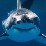 Programa Shark Week investiga se tubarões da Flórida estão em contato com enormes quantidades de coc...