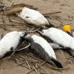 Milhares de pinguins aparecem mortos misteriosamente na América do Sul