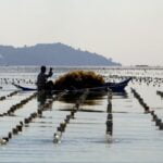 Algas marinhas podem não ser a solução climática que esperávamos