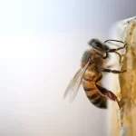 Abelhas tomam decisões melhores e mais rápidas do que nós, para o que importa para elas