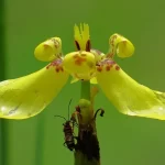 A vida sexual das orquídeas parece ficção científica