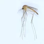 Uma nova espécie de mosquito encontrada na Finlândia