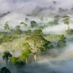 As florestas tropicais podem ficar muito quentes para a fotossíntese e morrer se a crise climática c...