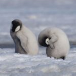 Colônias de reprodução de pinguins falham catastroficamente à medida que o gelo desaparece na Antárt...