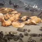 Morte em massa misteriosa de focas em ilha remota e desabitada da Sibéria sob investigação