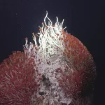 Submundo oculto cheio de criaturas nunca antes vistas descobertas nas profundezas do oceano