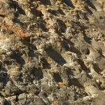 Conjunto gigante de pegadas de dinossauros no Alasca é tão grande que se chama 'O Coliseu'