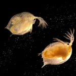Parasitas podem ter um efeito positivo na biodiversidade
