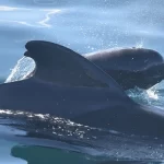 Microplásticos encontrados em tecidos de baleias e golfinhos