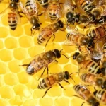 Abelhas ajudaram a tornar San Diego um dos lugares com maior biodiversidade do país