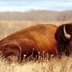 Bisões estão sendo introduzidos no Ártico russo para substituir mamutes-lanosos extintos. Mas por qu...