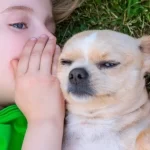 IA pode nos ajudar a falar com animais em breve, mas há um problema