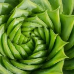 Matemática tem origem biológica, revela estudo