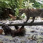 Imagens raras capturam o momento em que um predador atacou uma preguiça… e a perdeu